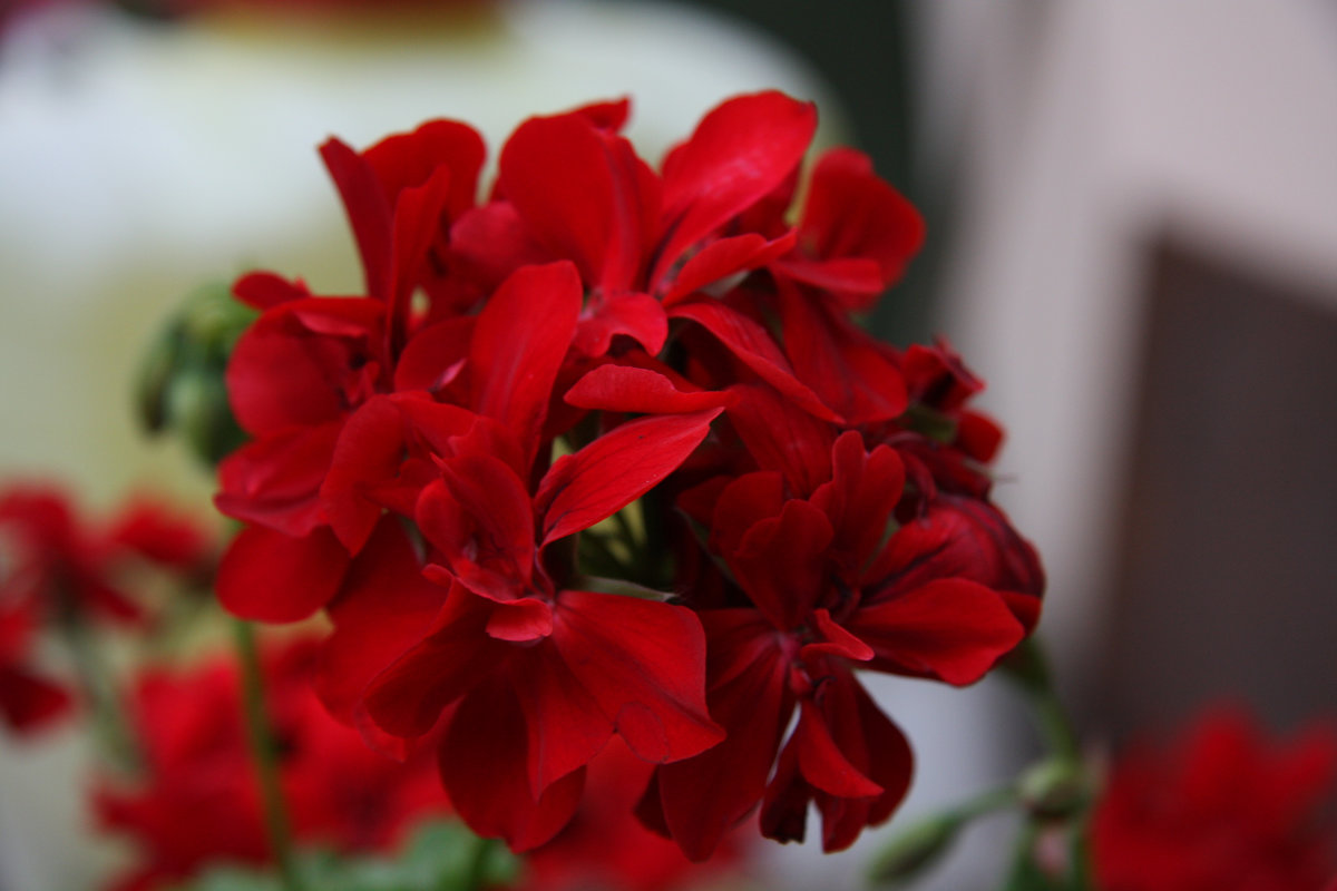 pelargonia - roślina jednoroczna